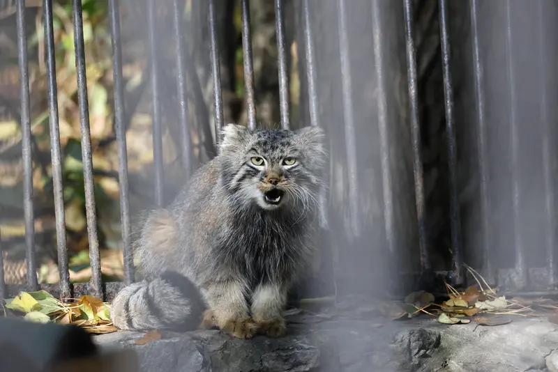 A photograph of Leon in Novosibirsk Zoo