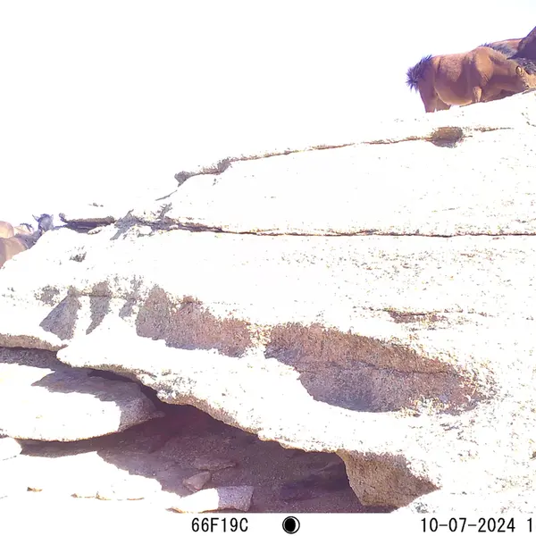 A photograph of Horse from Bektauata 1 camera trap