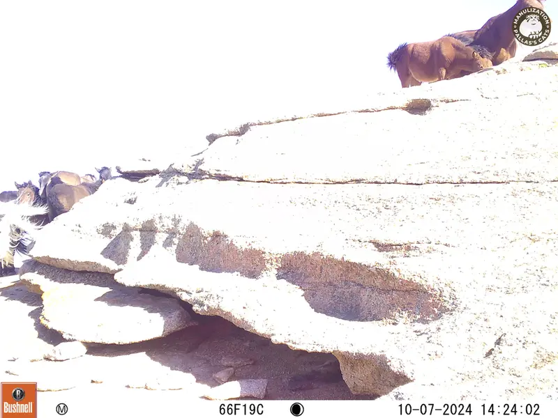 A photograph of Horse from Bektauata 1 camera trap