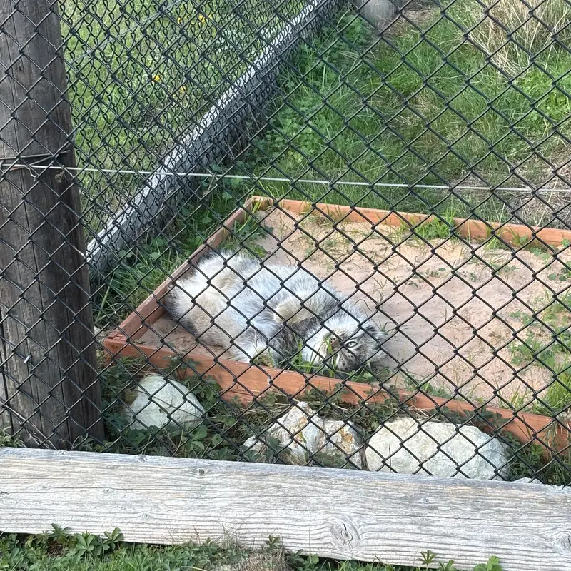 A photograph of Atlan in Port Lympne Wild Animal Park