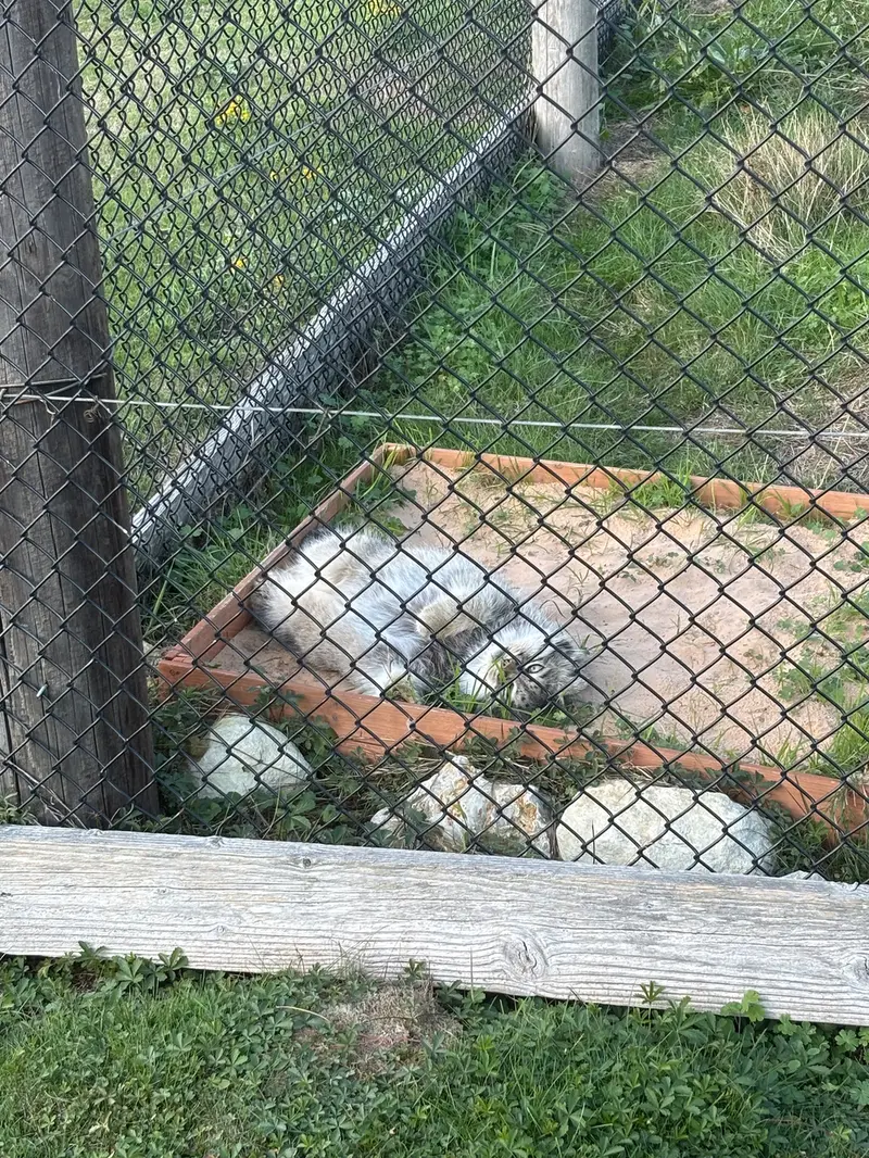 A photograph of Atlan in Port Lympne Wild Animal Park