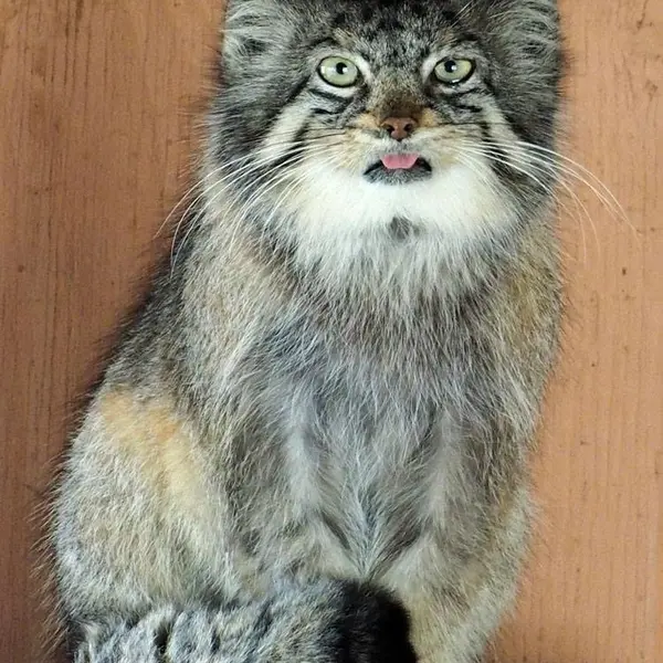 A photograph of Sebastian in Saitama Children's Zoo