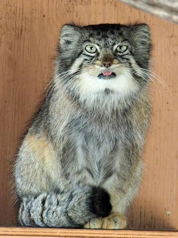 A photograph of Sebastian in Saitama Children's Zoo