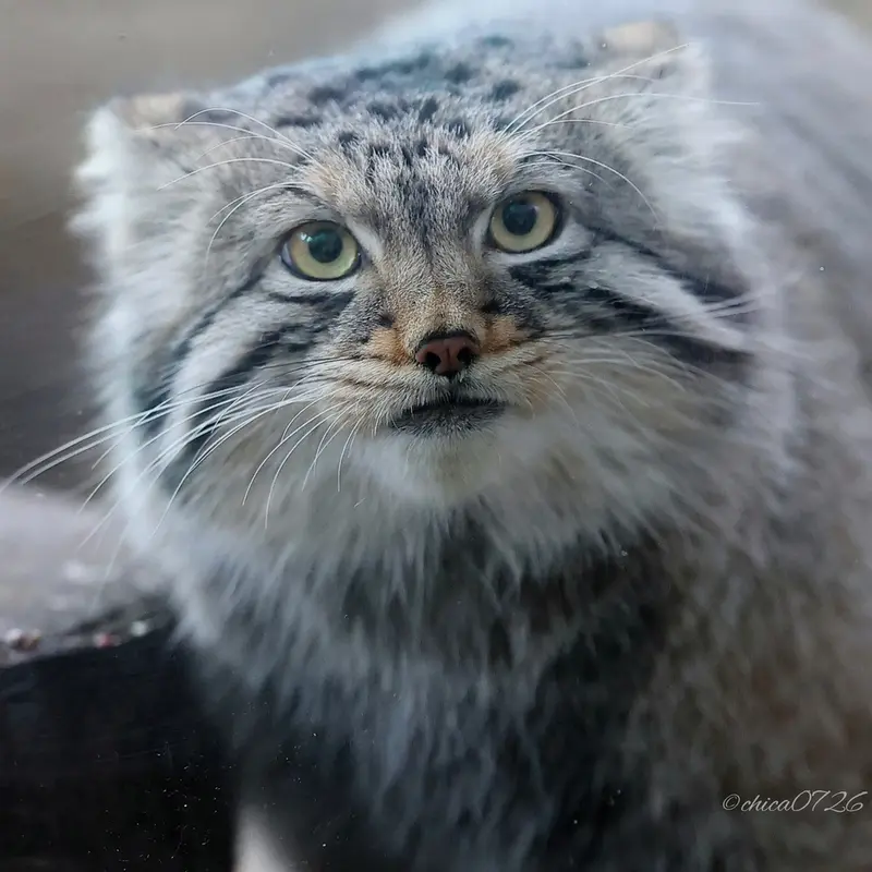 A photograph of Nagomu in Nasu Animal Kingdom