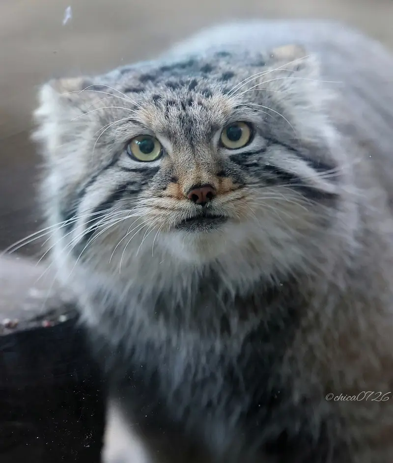 A photograph of Nagomu in Nasu Animal Kingdom