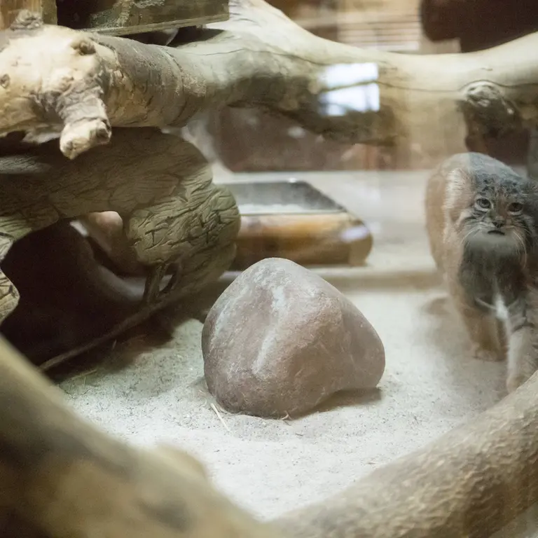 A photograph of Klyon in Ueno Zoological Gardens