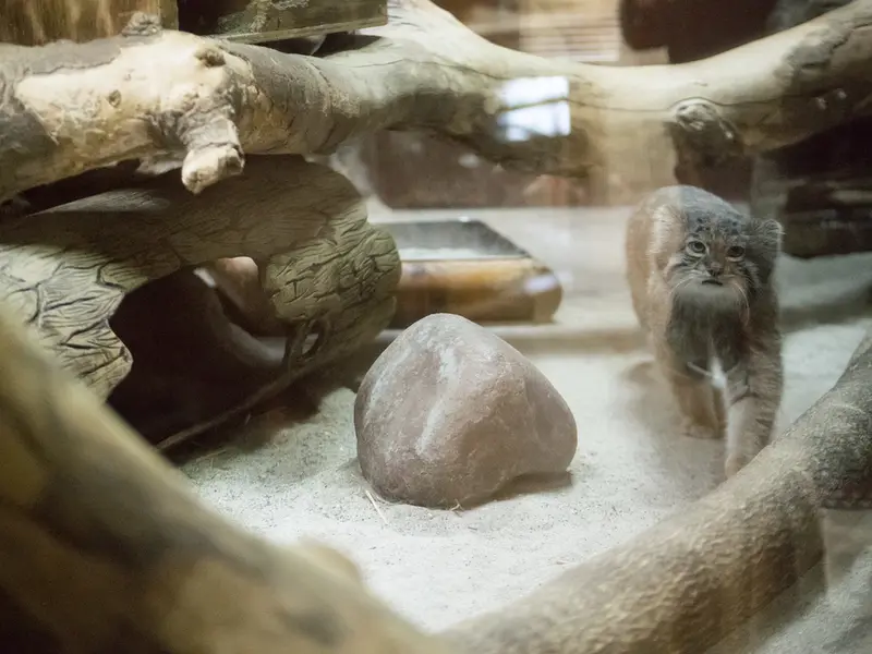 A photograph of Klyon in Ueno Zoological Gardens