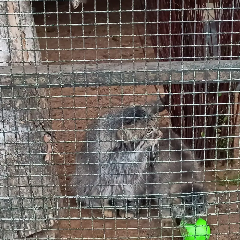 A photograph of a Pallas's cat