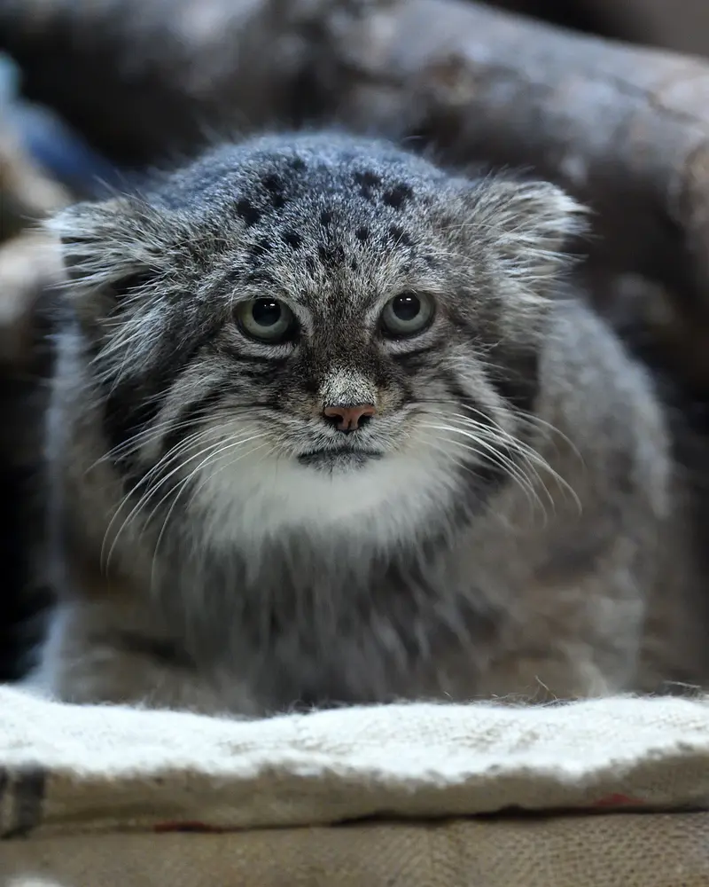 A photograph of Klyon in Ueno Zoological Gardens