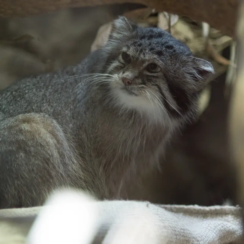 A photograph of Klyon in Ueno Zoological Gardens