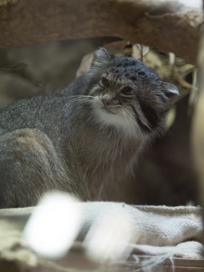 A photograph of Klyon in Ueno Zoological Gardens