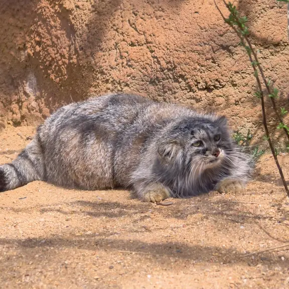 A photograph of a Pallas's cat in Prague Zoo