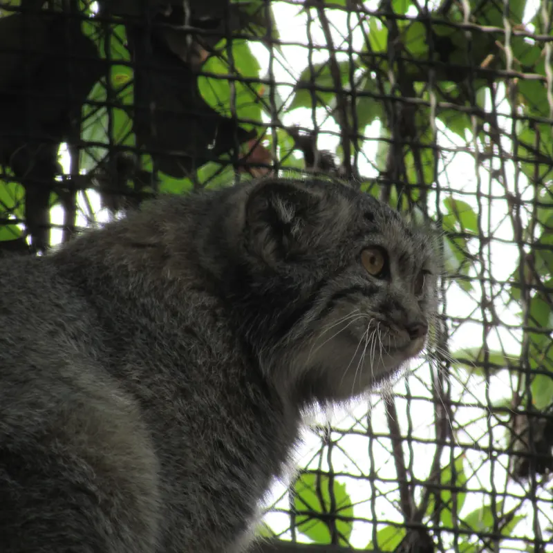 A photograph of Boris Ⅱ in Budapest Zoo & Botanical Garden