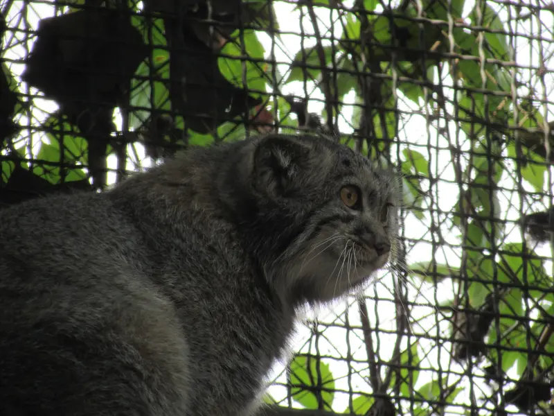A photograph of Boris Ⅱ in Budapest Zoo & Botanical Garden