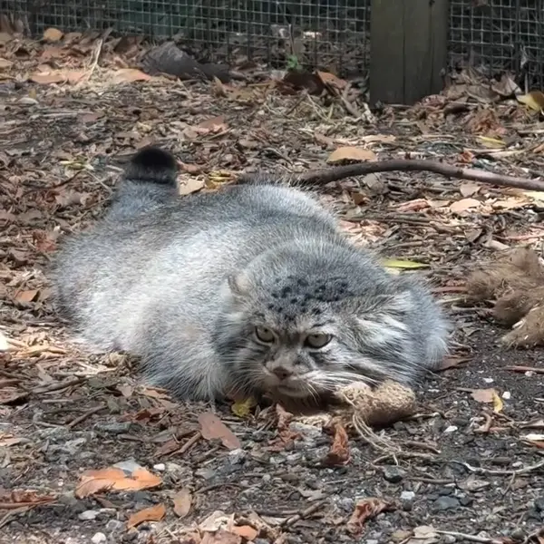 A photograph of a Pallas's cat in Parco Gallorose