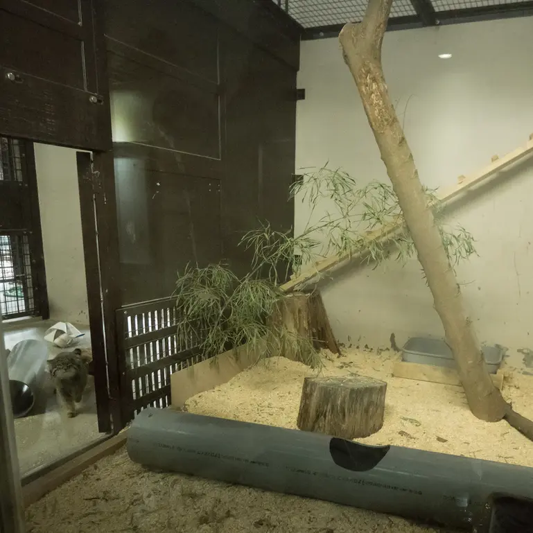 A photograph of Figa in Nogeyama Zoo