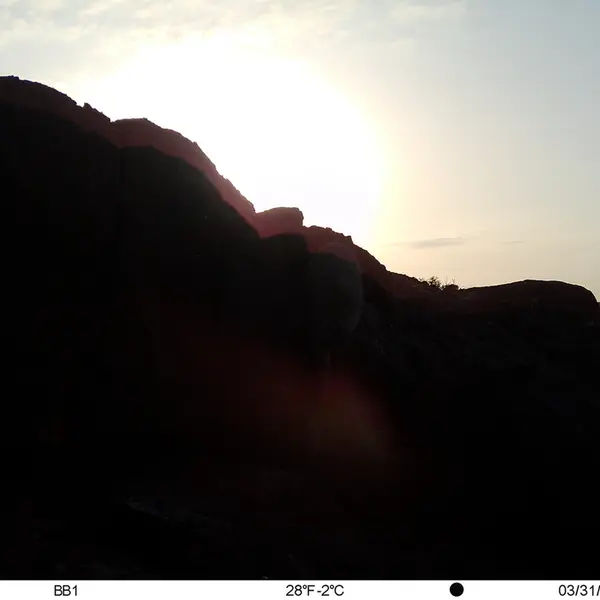 A photograph of Otocolobus manul manul from Aktas-Kunkora [new] camera trap