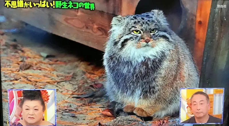 This must be one of the Novosibirsk manuls.