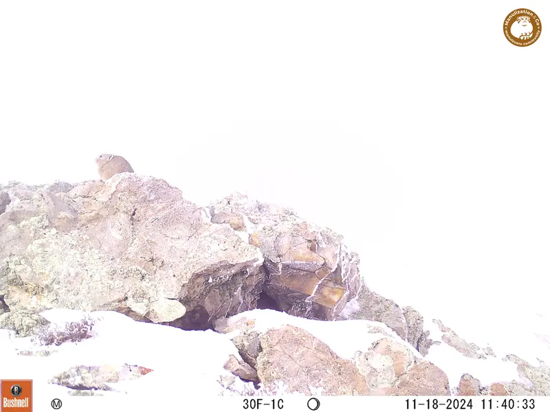 A photograph of Pika from Besshoky 1 camera trap