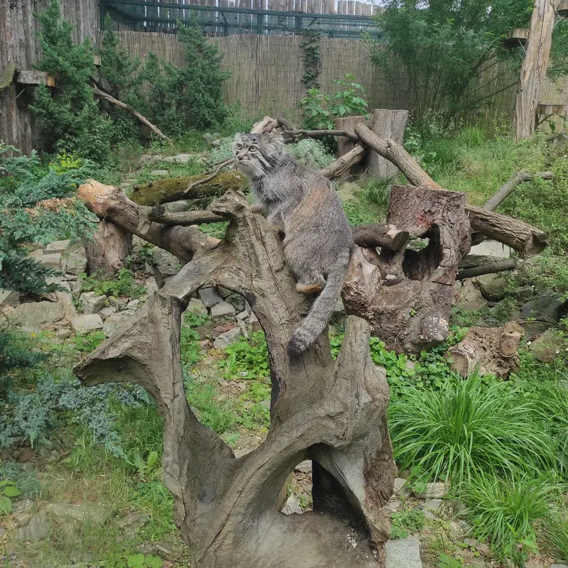 A photograph of Zarina in Wrocław Zoo