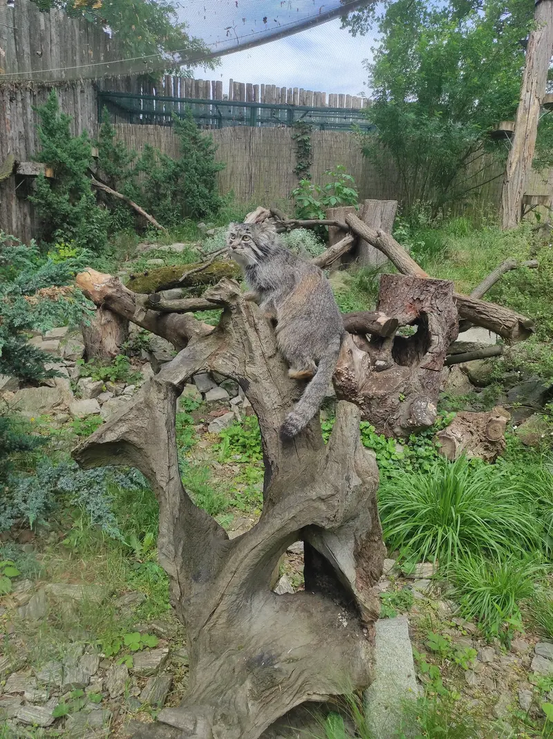 A photograph of Zarina in Wrocław Zoo