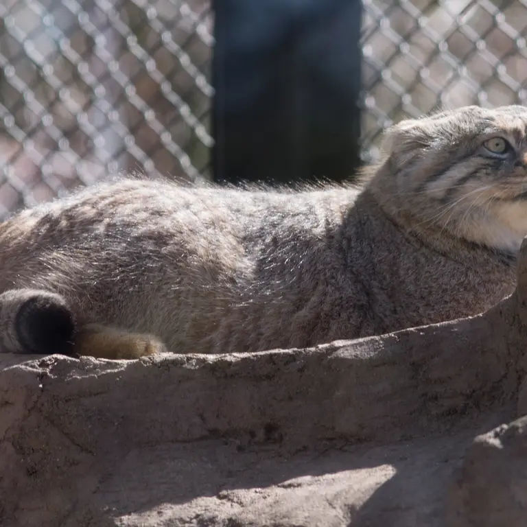 A photograph of Lotos in Saitama Children's Zoo