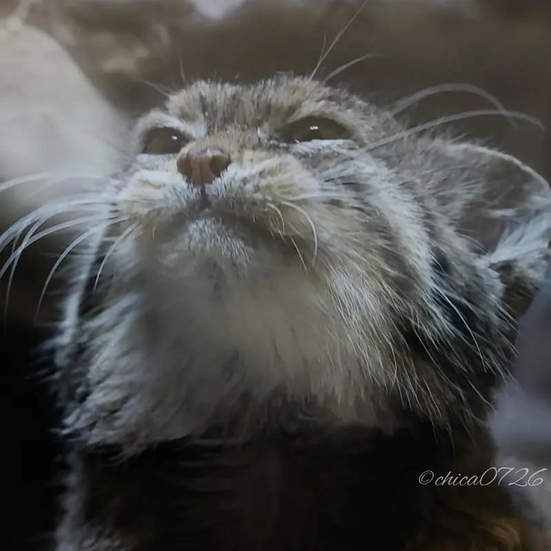 A photograph of Primula in Ueno Zoological Gardens