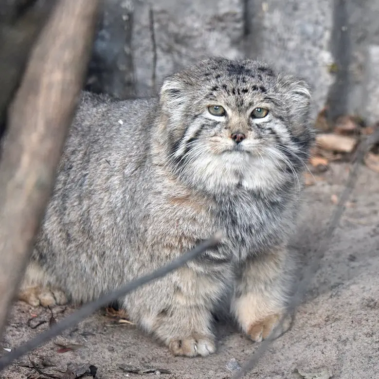 A photograph of Khan in Leningrad zoo