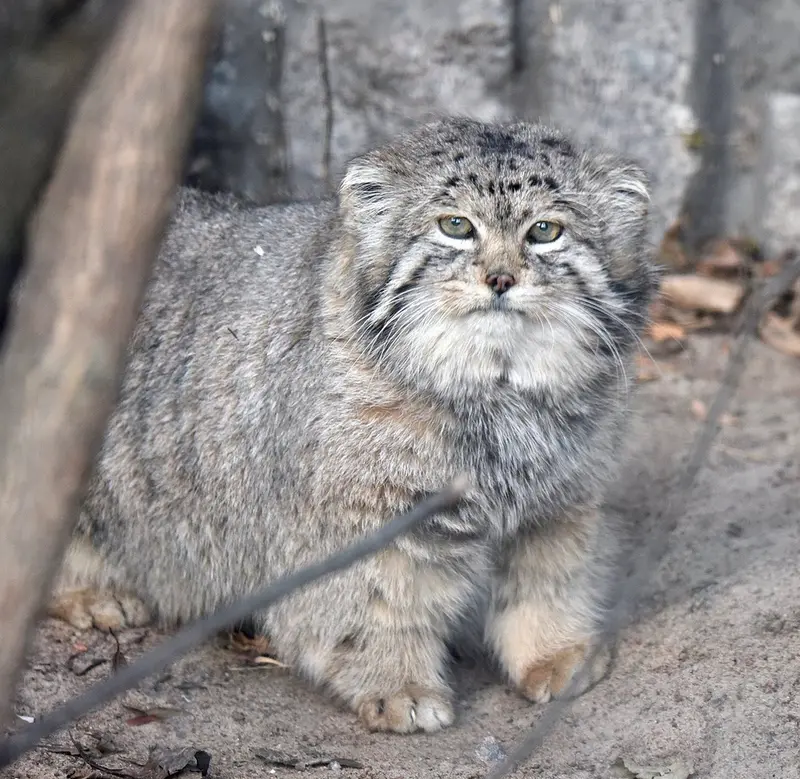 A photograph of Khan in Leningrad zoo