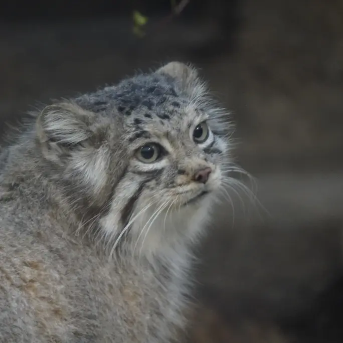A photograph of Az in Kobe Animal Kingdom