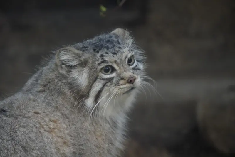 A photograph of Az in Kobe Animal Kingdom
