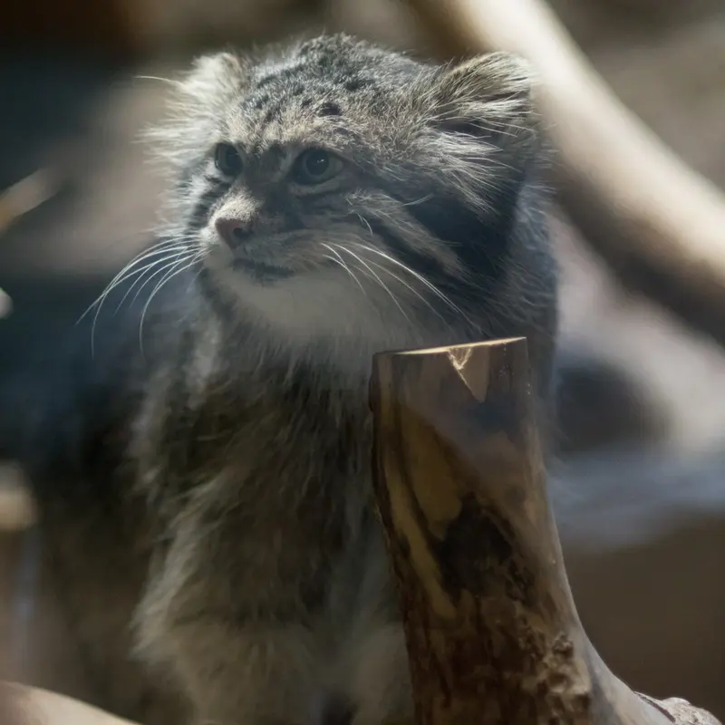 A photograph of Klyon in Ueno Zoological Gardens