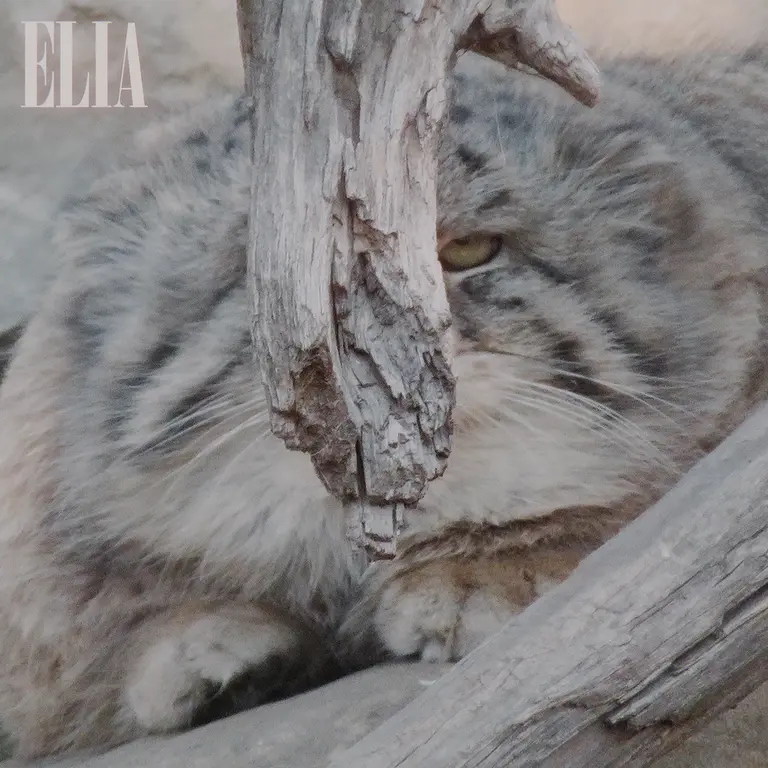 A photograph of Olaf in Calgary Zoo / Wilder Institute