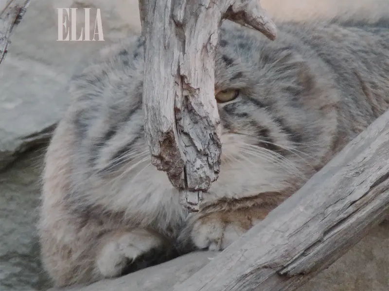 A photograph of Olaf in Calgary Zoo / Wilder Institute