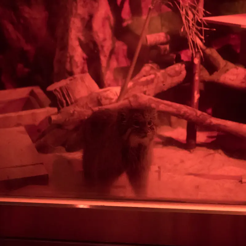 A photograph of Naim in Ueno Zoological Gardens