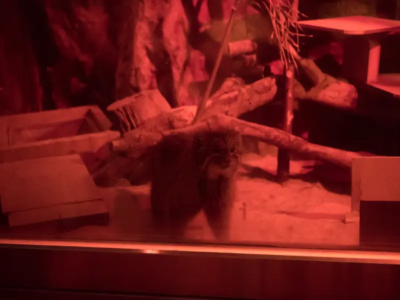 A photograph of Naim in Ueno Zoological Gardens