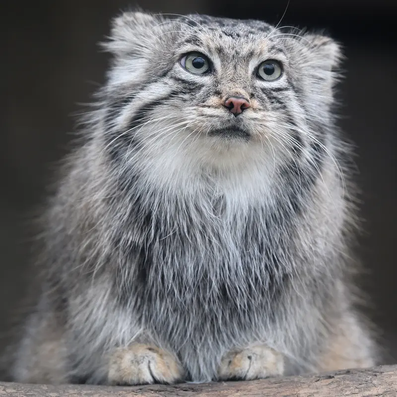 A photograph of Az in Kobe Animal Kingdom