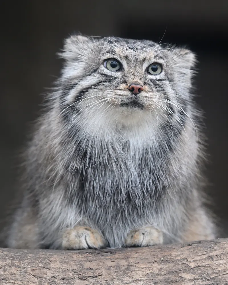 A photograph of Az in Kobe Animal Kingdom