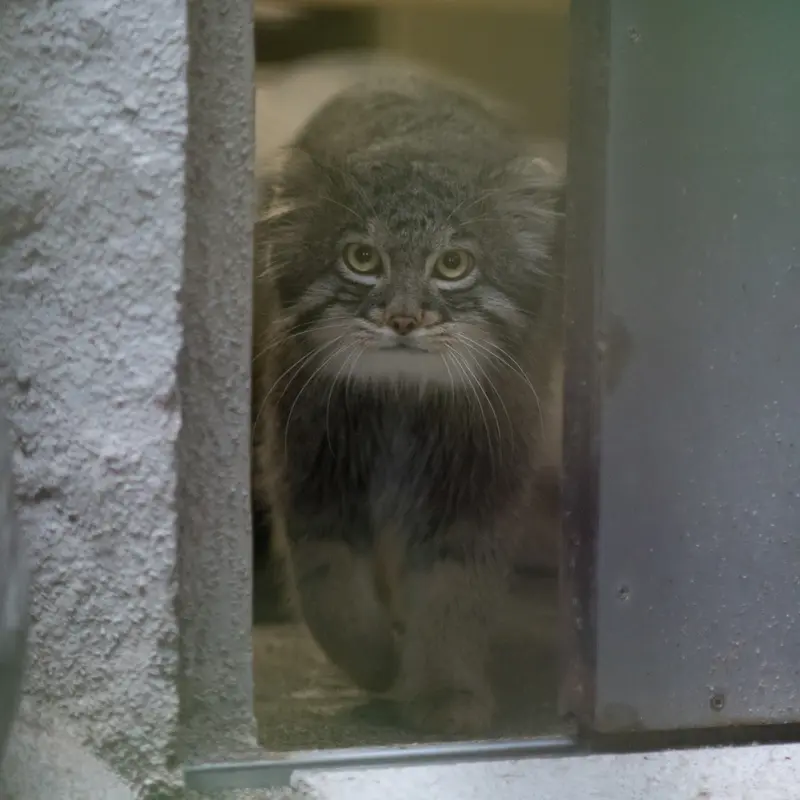 A photograph of Figa in Nogeyama Zoo