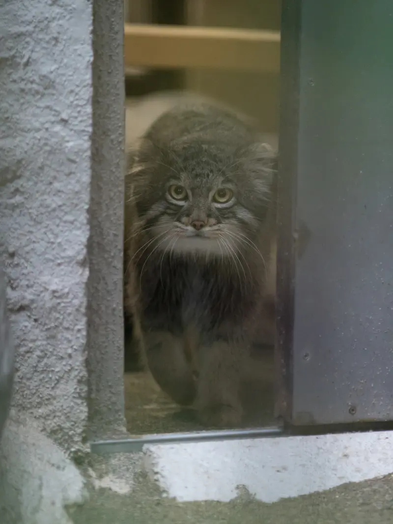 A photograph of Figa in Nogeyama Zoo