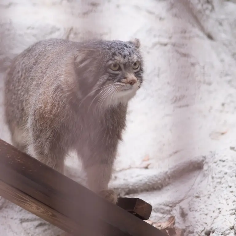 A photograph of Figa in Nogeyama Zoo