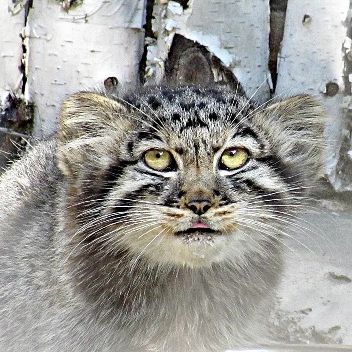 A photograph of a Pallas&#039;s cat in Novosibirsk Zoo