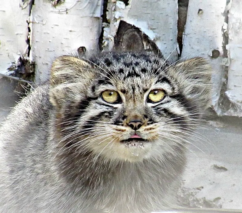 A photograph of a Pallas&#039;s cat in Novosibirsk Zoo