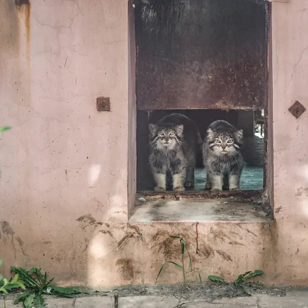 A photograph of Sun Simiao and Sun Xiaoman in Qinghai-Tibet Plateau Wildlife Zoo