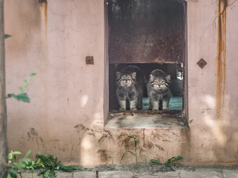 A photograph of Sun Simiao and Sun Xiaoman in Qinghai-Tibet Plateau Wildlife Zoo