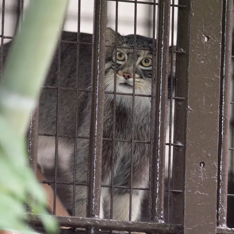 A photograph of Figa in Nogeyama Zoo