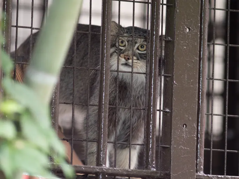A photograph of Figa in Nogeyama Zoo