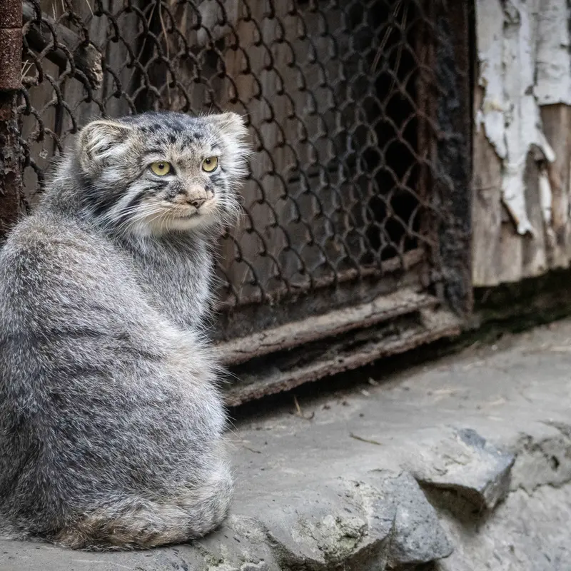 A photograph of a Pallas's cat in Novosibirsk Zoo