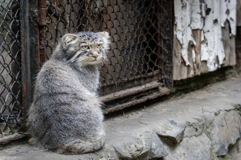 A photograph of a Pallas's cat in Novosibirsk Zoo