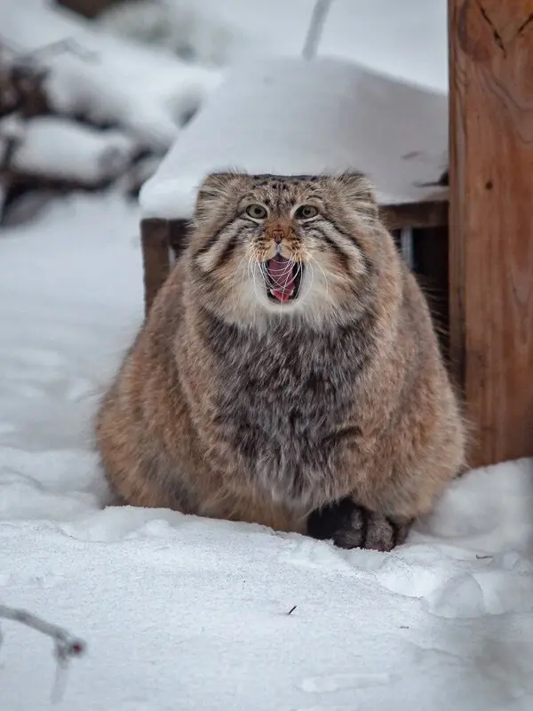 A photograph of Zelenogorsk in Novosibirsk Zoo